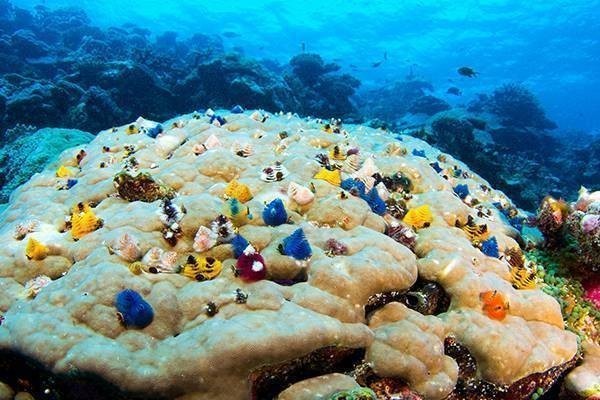 Great barrier reef in Fiji